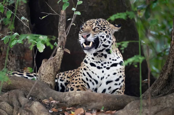 Primer Plano Jaguar Panthera Onca Tendido Orilla Río Entre Árboles — Foto de Stock