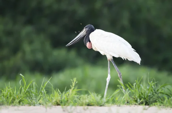 Close Jabiru Uma Margem Rio Arenoso Pantanal Sul Brasil — Fotografia de Stock