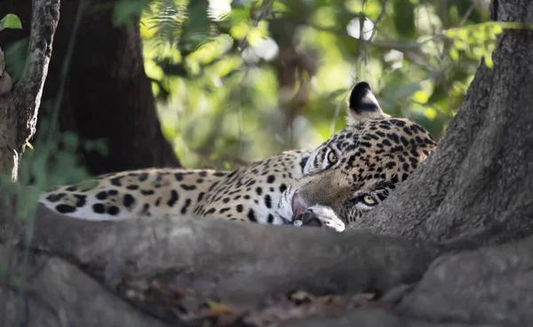 Primer Plano Jaguar Panthera Onca Tendido Orilla Río Entre Árboles — Foto de Stock