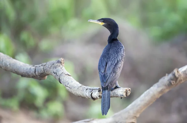 Close Neotropic Cormorant Phalacrocorax Brasilianus Perched Tree Branch South Pantanal — Fotografia de Stock