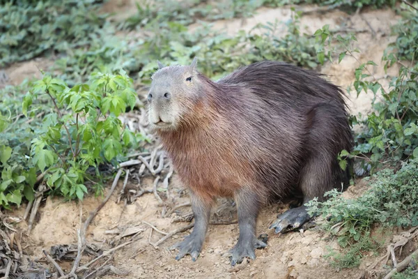 Großaufnahme Einer Capybara Einem Sandigen Flussufer Südlichen Pantanal Brasilien — Stockfoto