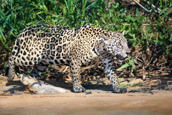 Primer Plano Jaguar Caminando Sobre Arena Largo Una Orilla Del — Foto de Stock