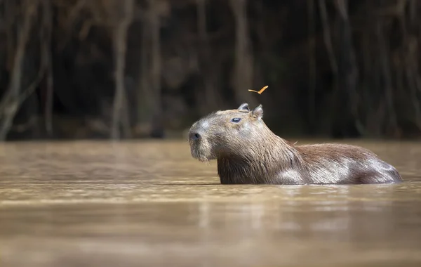 Közelkép Egy Capybara Vízben Egy Pillangó Repül Fej Közelében Dél — Stock Fotó