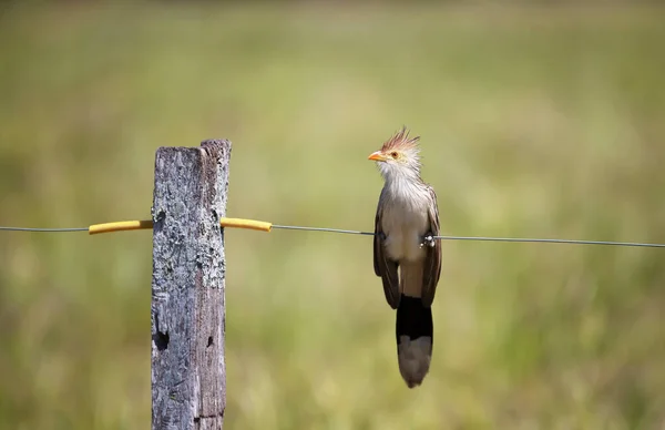 Primer Plano Cuco Guira Guira Guira Encaramado Una Valla Pantanal — Foto de Stock