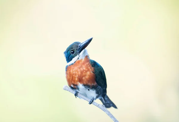 Close Green Kingfisher Perched Branch Pantanal Brazil — Stock Photo, Image