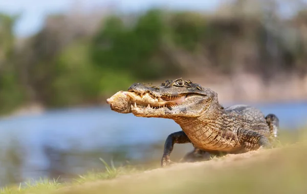 Nahaufnahme Eines Kaimans Caiman Yacare Der Piranha Einem Flussufer Isst — Stockfoto