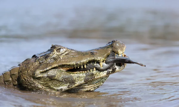 Nahaufnahme Eines Kaimans Caiman Yacare Der Piranha Einem Fluss Isst — Stockfoto