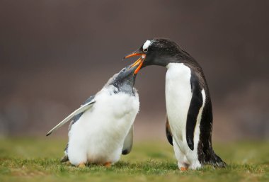 Falkland Adaları 'nda, tüy döken bir yavruyu kusmuk yiyeceğiyle besleyen bir Gentoo pengueninin yakınına..