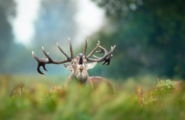 Close-up of a red deer stag calling in a field of ferns during rutting season in autumn, UK. clipart