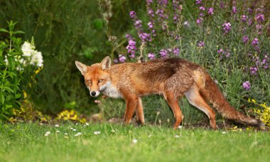 Bahçedeki çiçekler arasında yeşil çimlerin üzerinde duran kırmızı tilkinin (Vulpes vulpes) kapanışı, Birleşik Krallık.