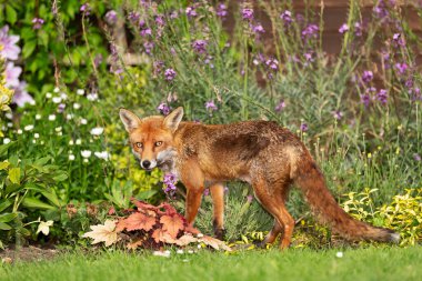 Bahçedeki çiçekler arasında yeşil çimlerin üzerinde duran kırmızı tilkinin (Vulpes vulpes) kapanışı, Birleşik Krallık.
