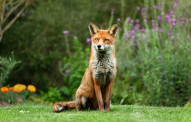İngiltere 'de bir bahçede yeşil çimlerin üzerinde oturan bir kızıl tilkiye (Vulpes vulpes) yakın çekim.