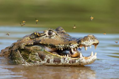 Güney Pantanal, Brezilya 'da bir nehirde pirana yiyen Yacare kaymanı' nın (Kayman yatı) yakınında..