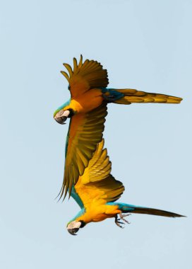 Güney Pantanal, Brezilya 'da uçmakta olan iki mavi-sarı papağanı kapatın..