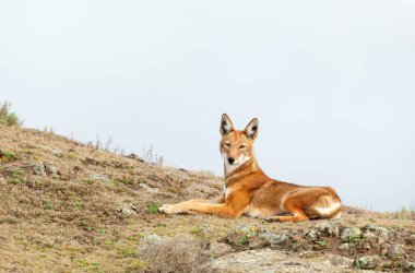 Close up of endangered Ethiopian wolf  (Canis simensis) lying in Bale mountains, Ethiopia. clipart