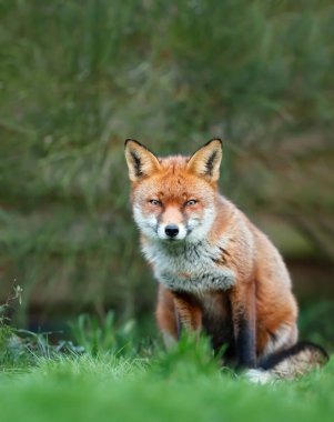 Yeşil çimlerin üzerinde oturan kırmızı tilkinin (Vulpes vulpes) yakın plan yeşil çalı karşı.