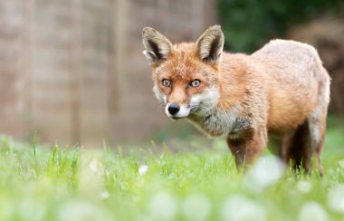 İngiltere 'de bir bahçede çimlerin üzerinde duran bir kızıl tilkiye (Vulpes vulpes) yakın çekim.