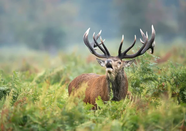 イギリス 秋のルーティングシーズン中にシダのフィールドに呼び出す赤い鹿のスタッグのクローズアップ — ストック写真