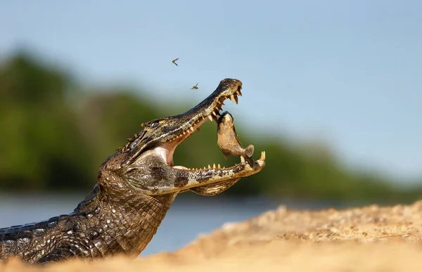 Zbliżenie Yacare Caiman Caiman Yacare Jedzącej Piranie Piaszczystym Brzegu Rzeki — Zdjęcie stockowe