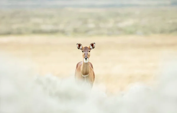 靠近位于埃塞俄比亚Gaysay Grassland的尼亚拉山区的一名妇女 — 图库照片