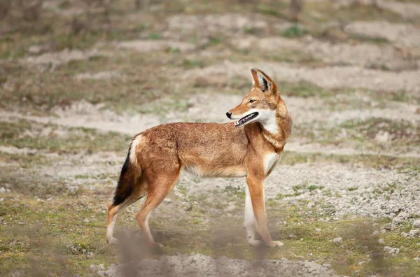 Primer Plano Lobo Etíope Raro Peligro Extinción Canis Simensis Las —  Fotos de Stock