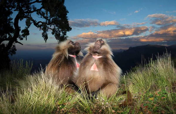 Close Dois Macacos Gelada Theropithecus Gelada Sentados Grama Sonhando Simien — Fotografia de Stock