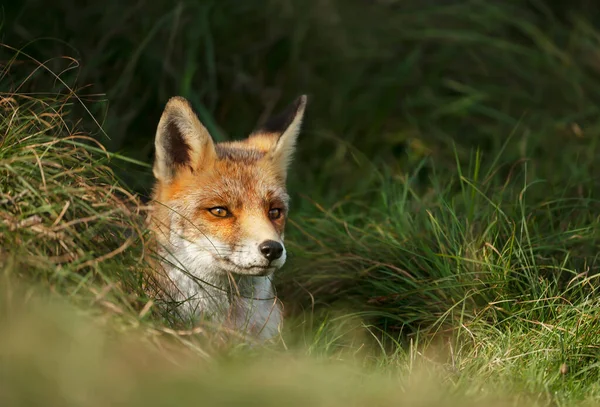 Κοντινό Πλάνο Μιας Κόκκινης Αλεπούς Vulpes Vulpes Σπρώχνει Μύτη Από — Φωτογραφία Αρχείου