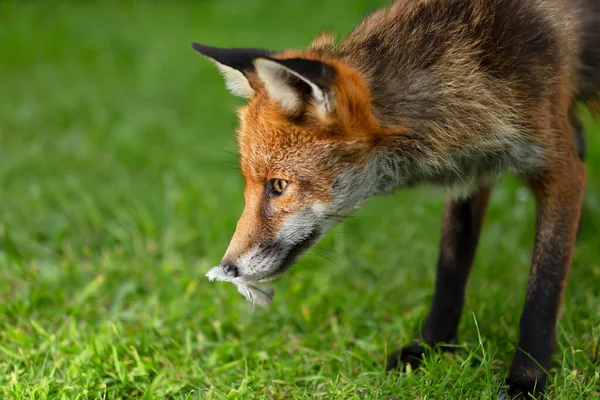 Close Red Fox Vulpes Vulpes Bird Feather Mouth — Stock Photo, Image