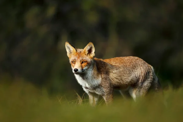 Primer Plano Joven Zorro Rojo Vulpes Vulpes Pie Hierba —  Fotos de Stock