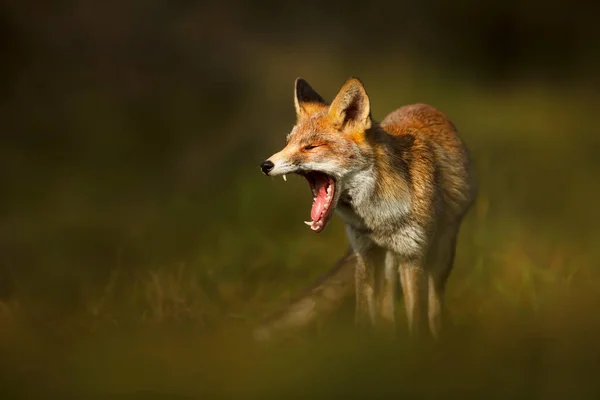 Κοντινό Πλάνο Μιας Κόκκινης Αλεπούς Vulpes Vulpes Χασμουρητό — Φωτογραφία Αρχείου