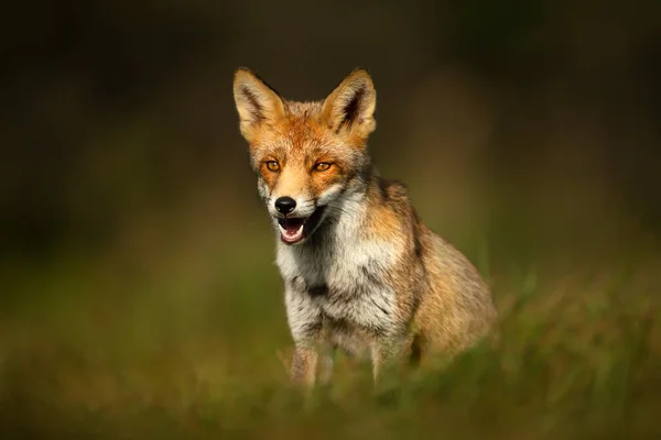 Gros Plan Renard Roux Vulpes Vulpes Assis Dans Herbe Verte — Photo