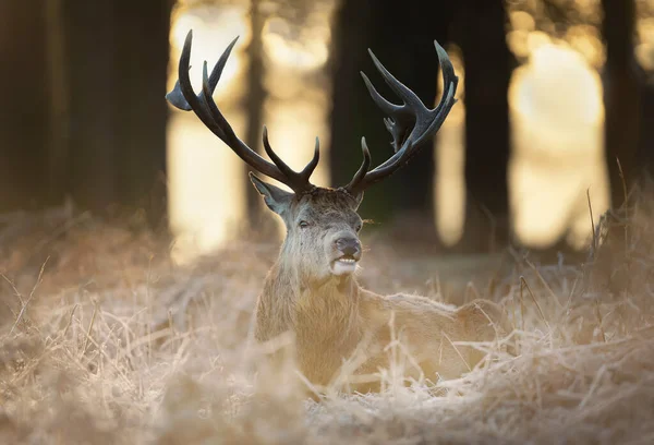 Close Red Deer Stag Lying Frosty Grass Early Winter — Stock Photo, Image