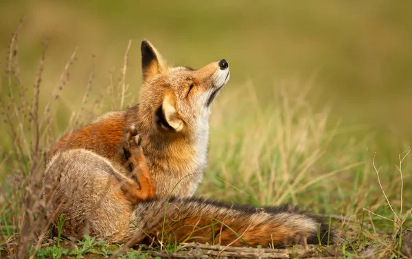 Close Red Fox Vulpes Vulpes Enjoying Good Scratch Sunny Summer — стоковое фото