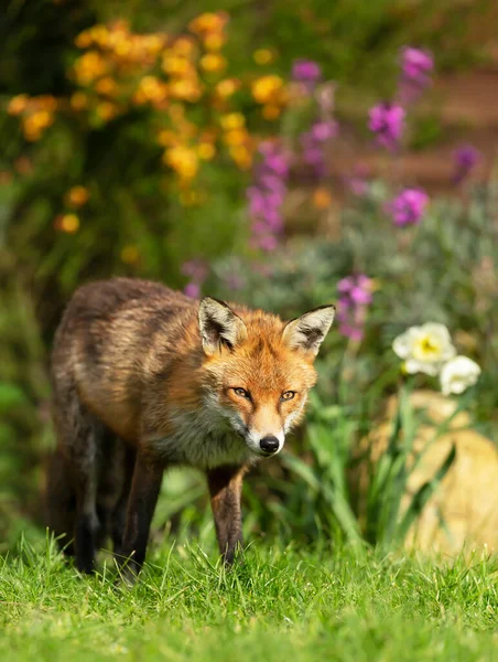 Close up of a red fox (Vulpes vulpes) standing in garden flowers, summer in UK.