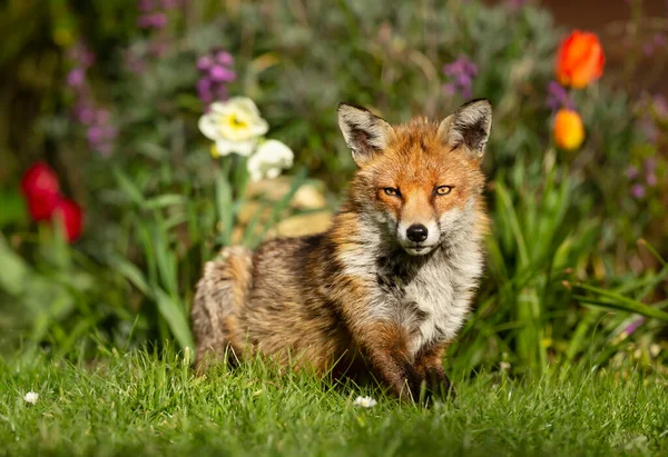 Close Red Fox Vulpes Vulpes Grass Background Flowers — Stock Photo, Image