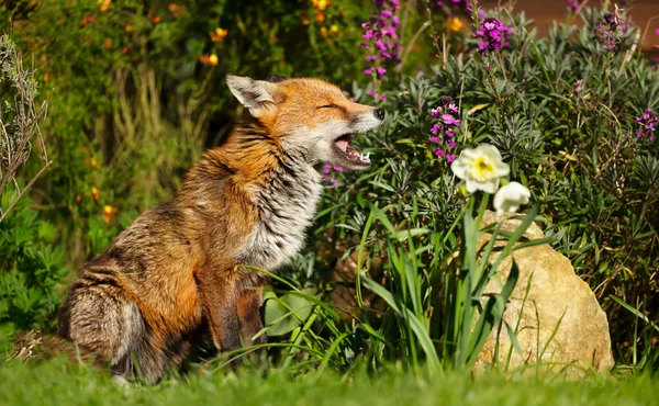 Zbliżenie Czerwonego Lisa Vulpes Vulpes Ziewanie Dzika Przyroda Ogrodach Wielkiej — Zdjęcie stockowe