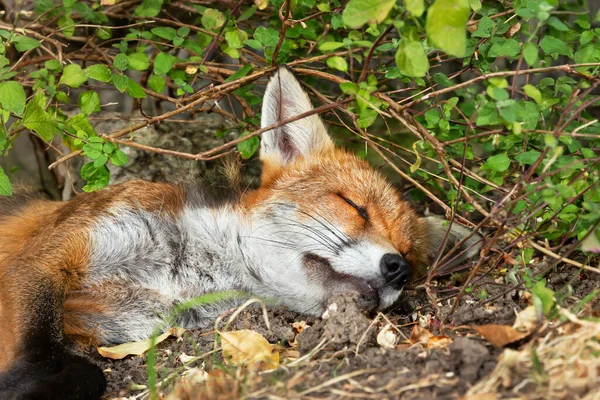 Primer Plano Zorro Rojo Durmiendo Bosque Reino Unido — Foto de Stock