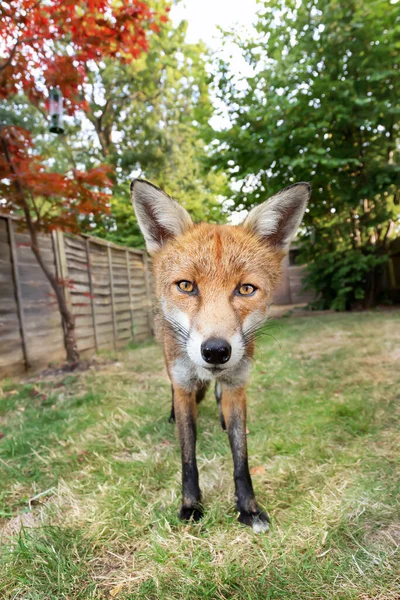 Zbliżenie Czerwonego Lisa Vulpes Vulpes Stojącego Trawie Ogrodzie — Zdjęcie stockowe