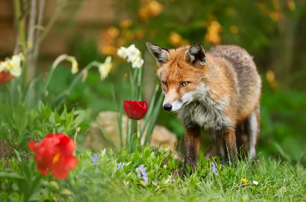 Primer Plano Zorro Rojo Vulpes Vulpes Jardín Primavera Reino Unido — Foto de Stock