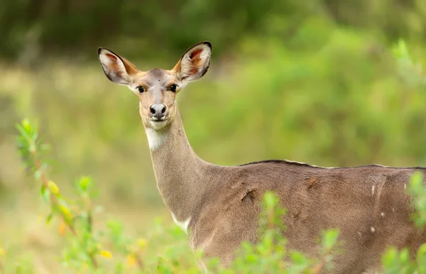 Close Female Mountain Nyala Standing Gaysay Grassland Ethiopia — Stock Photo, Image