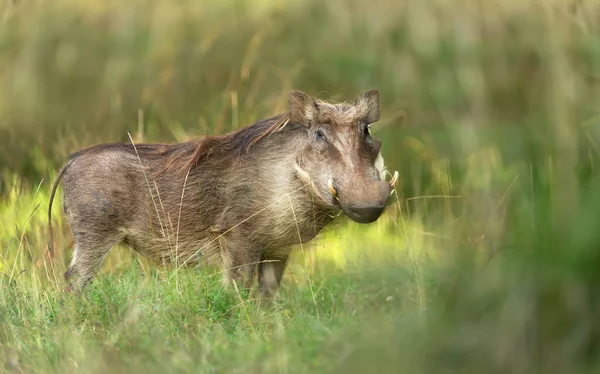 Nahaufnahme Eines Gras Stehenden Warzenschweins Äthiopien — Stockfoto