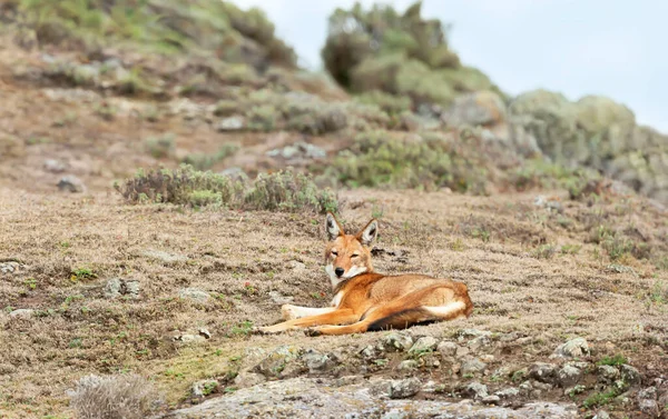 Close Endangered Ethiopian Wolf Canis Simensis Lying Bale Mountains Ethiopia — Stock Photo, Image