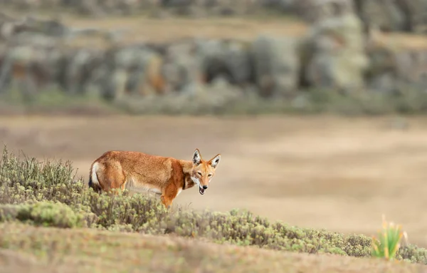 Close Rare Endangered Ethiopian Wolf Canis Simensis Bale Mountains Ethiopia — Stock Photo, Image