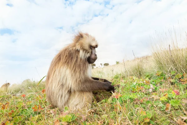 Close Macaco Fêmea Gelada Theropithecus Gelada Pastando Nas Montanhas Simien — Fotografia de Stock