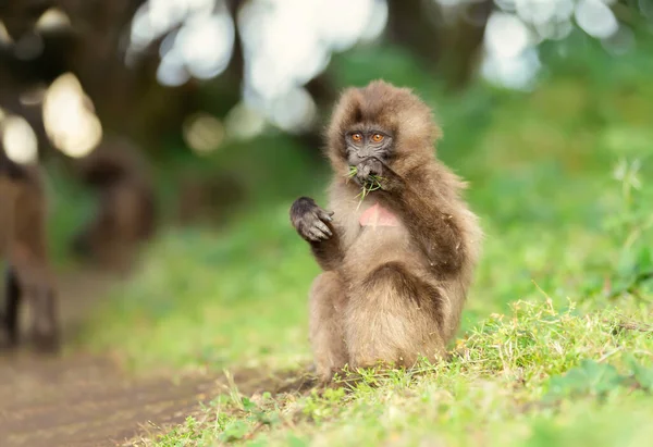 Close Bebê Macaco Gelada Comendo Grama Simien Montanhas Etiópia — Fotografia de Stock