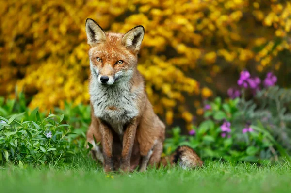 Närbild Röd Räv Vulpes Vulpes Sitter Grönt Gräs Mot Blommande — Stockfoto