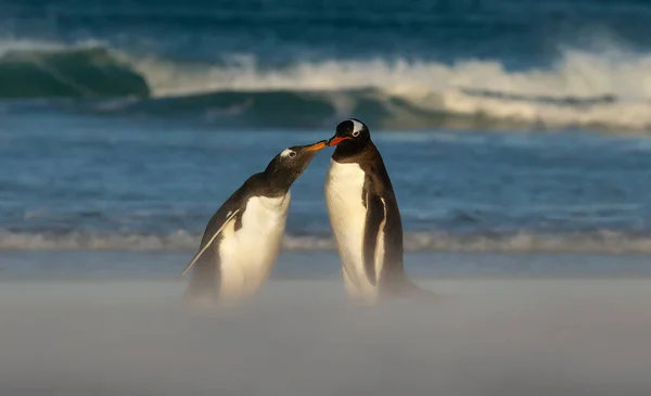 Gros Plan Pingouin Gentoo Nourrissant Poussin Sur Une Plage Sable — Photo