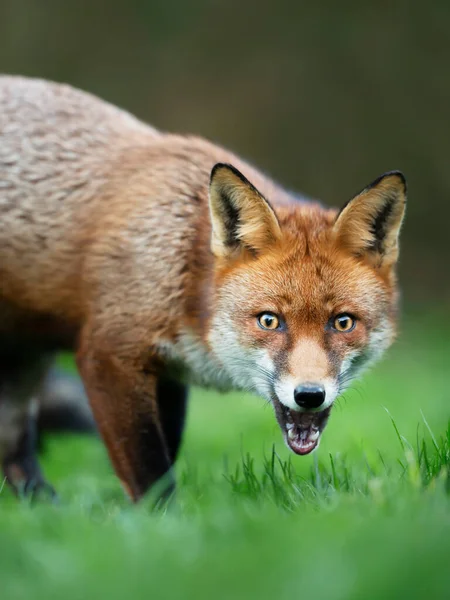 Close Uma Raposa Vermelha Surpreso Vulpes Vulpes Grama — Fotografia de Stock