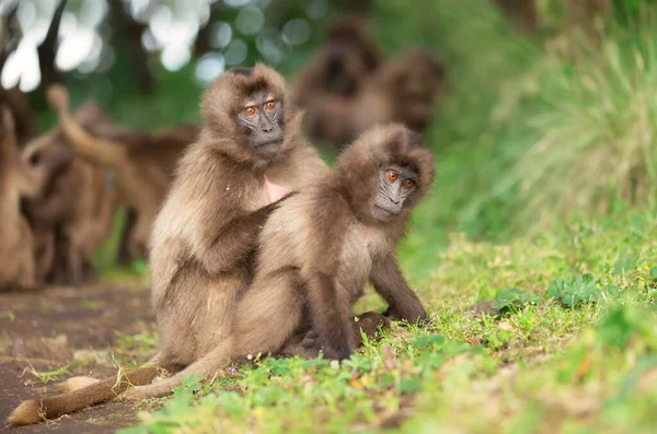Close Uma Mãe Macaco Gelada Preparando Seu Bebê Simien Montanhas — Fotografia de Stock