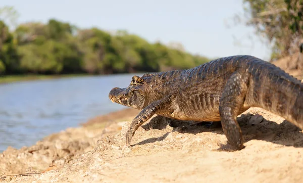 Κοντινό Πλάνο Του Yacare Caiman Caiman Yacare Όχθη Ποταμού South — Φωτογραφία Αρχείου